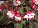 Pokojov rostliny:  > Fuchsie (Fuchsia)