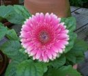 Gerbera