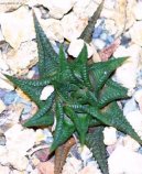 Pokojov rostliny: Penosn rostliny > Haworthie (Haworthia)