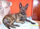 :  > Holandsk ovk (Dutch Shepherd Dog)