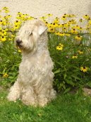 :  > Irsk jemnosrst penin terir (Irish Soft Coated Wheaten Terrier)