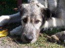 :  > Irsk vlkodav (Irish Wolfhound)