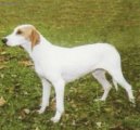 :  > Istrijsk krtkosrst honi (Istrian short-haired Hound)