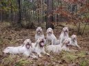 Italsk spinone