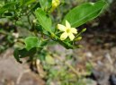 :  > Jasmn (Jasminum officinale)