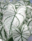 :  > Kaladium, ovnk (Caladium Hortulanum)