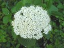 :  > Kalina tualaj (Viburnum lantana)