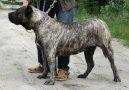 Ps plemena:  > Kanrsk doga (Dogo Canario)