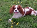 Ps plemena:  > Kavalr King Charles panl (Cavalier King Charles Spaniel)