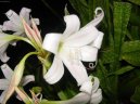 Pokojov rostliny:  > Kn (Crinum)