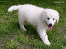 :  > Kuvasz