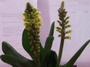 Pokojov rostliny:  > Lachenalia