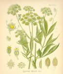 :  > Libeek lkask (Levisticum, officinale Koch)