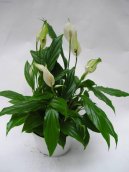 Pokojov rostliny:  > Lopatkovec (Spathiphyllum)