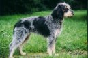 :  > Mal hrubosrst modr gaskosk honi (Griffon bleu de Gascogne, Blue Gascony Griffon)