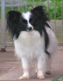 :  > Mal kontinentln panl (Continental Toy Spaniel / Epagneul nain Continental)