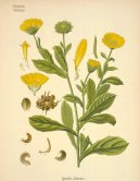 Pokojov rostliny:  > Msek Lkask (Calendula officinalis L.)