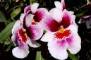 Pokojov rostliny:  > Miltonie (Miltonia)