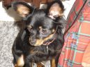 :  > Moskevsk dlouhosrst toy terir (Moscow Toy Terrier)