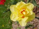 :  > Narcis (Narcissus)