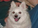 :  > Nmeck pic mal (Deutscher spitz - Kleinspitz, German Spitz  Miniature Spitz)