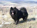 :  > Nmeck pic (Deutscher spitz, German Spitz)