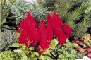 Pokojov rostliny:  > Nevadlec (Celosia)