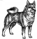 Ps plemena: Seversk > Norsk buhund (Norwegian Buhund)