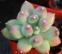 Pachyphytum