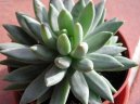 Pachyphytum