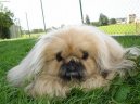 Fotky: Pekingsk palcov psk, pekinz (foto, obrazky)