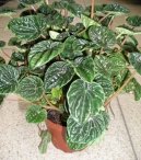 Pokojov rostliny:  > Pepinec (Peperomia)