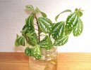 Fotky: Pilea (foto, obrazky)