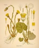 :  > Podbl Lkask (Tussilago farfara L)