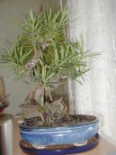 Fotky: Podocarpus (foto, obrazky)