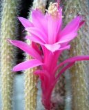 Fotky: Aporocactus (foto, obrazky)