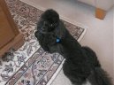 :  > Pudl (Poodle, Caniche)