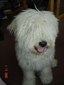 :  > Puli (Hungarian Puli)