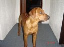 Rhodsk ridgeback, Rhodzsk ridgeback