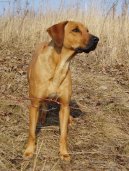 Rhodsk ridgeback, Rhodzsk ridgeback