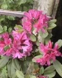 Rododendron, Azalka