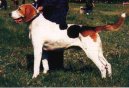 :  > Rusk harleknsk honi (Russkaja Pegaja Gonaja, Russian Harlequin Hound)