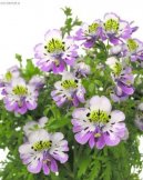 Pokojov rostliny:  > izantus (Schizanthus)