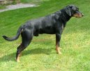 :  > Smalandsk honi (Smalandsstovare, Smaland Hound)