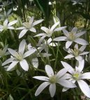 Pokojov rostliny:  > Sndek (Ornithogalum)