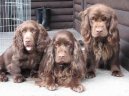 :  > Sussex panl (Sussex Spaniel)