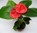 :  > Toulitka (Anthurium)