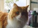 Koky:  > Tureck koka Van (Turkish Van)