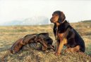 :  > Tyrolsk honi (Tiroler Bracke, Tyrolean Hound)