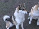 :  > Zpadosibisk lajka (West Siberian Laika)